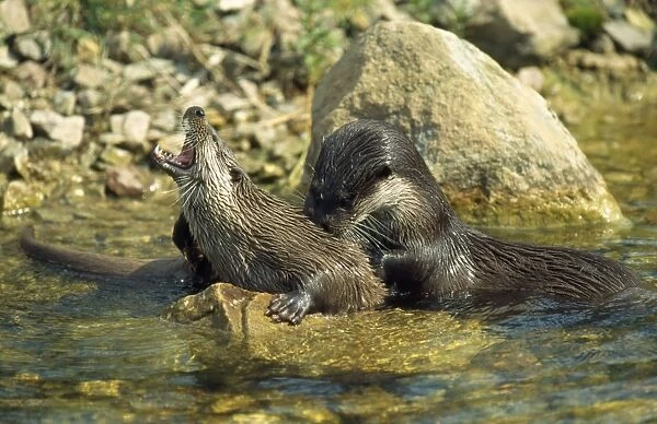 European Otter - parent & offspring playfighting