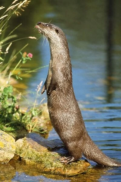 European Otter - standing on hind legs