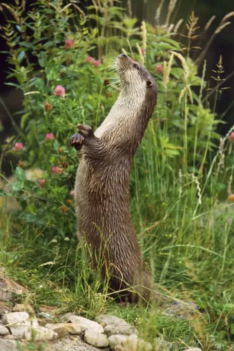 Framed Print : European Otter - standing on hind legs Framed Print : European Otter - standing on hind legs