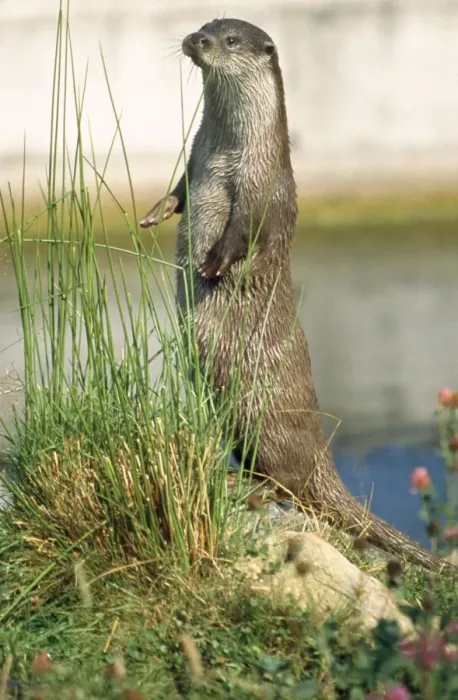 Framed Print : European Otter - standing on hind legs Framed Print : European Otter - standing on hind legs