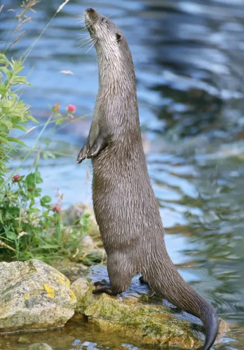 Framed Print : European Otter - standing upright Framed Print : European Otter - standing upright