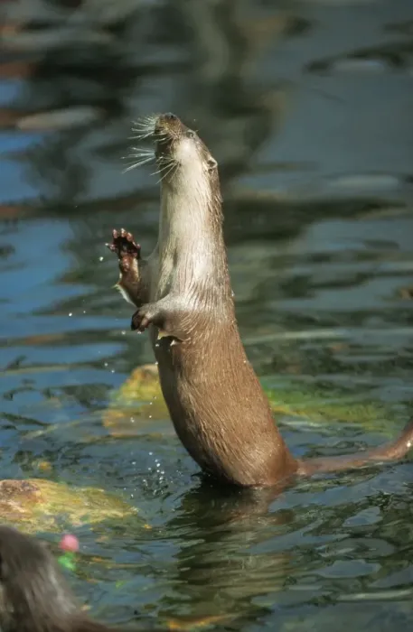 Framed Print : European Otter - standing in water Framed Print : European Otter - standing in water