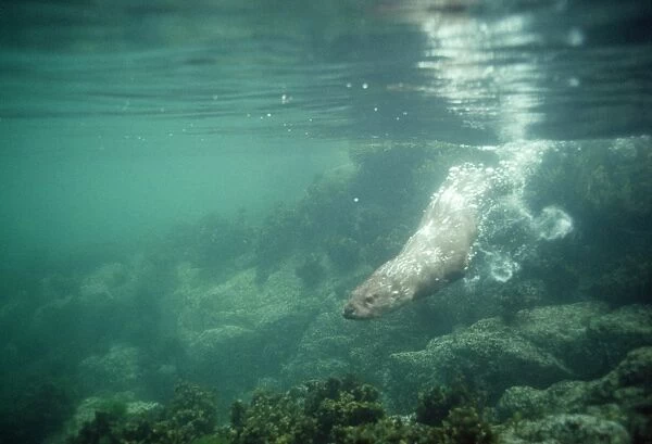 European Otter - swiming under water Scotland