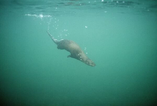 European Otter - underwater off west coast of Scotland