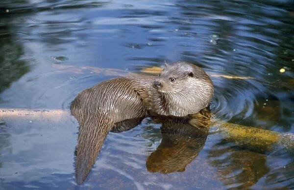 European Otter - in water