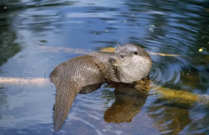 Framed Print : European Otter - in water Framed Print : European Otter - in water