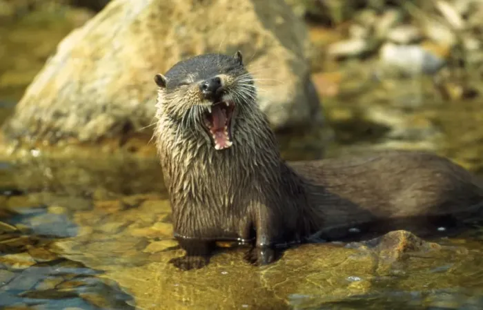 Framed Print : European Otter - yawning Framed Print : European Otter - yawning