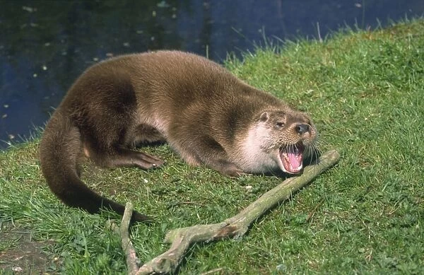 European Otter Yawning Norfolk UK
