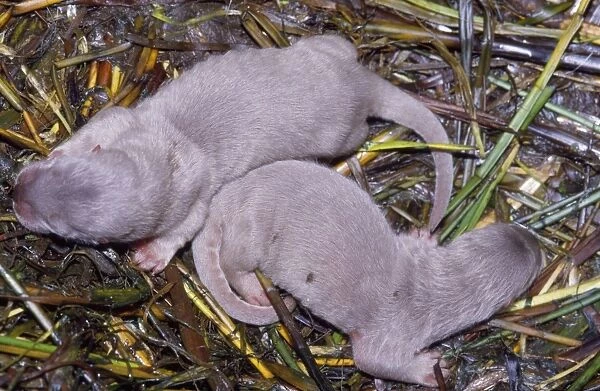 European Otter - young in nest