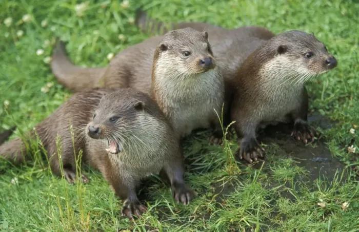 Framed Print : European Otters Framed Print : European Otters