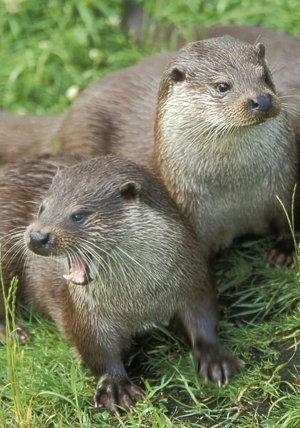 European Otters -Two together