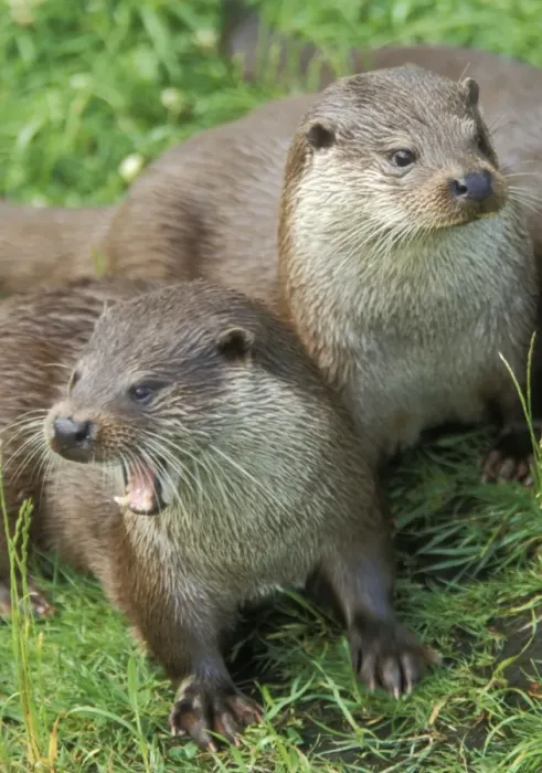 Framed Print : European Otters -Two together Framed Print : European Otters -Two together