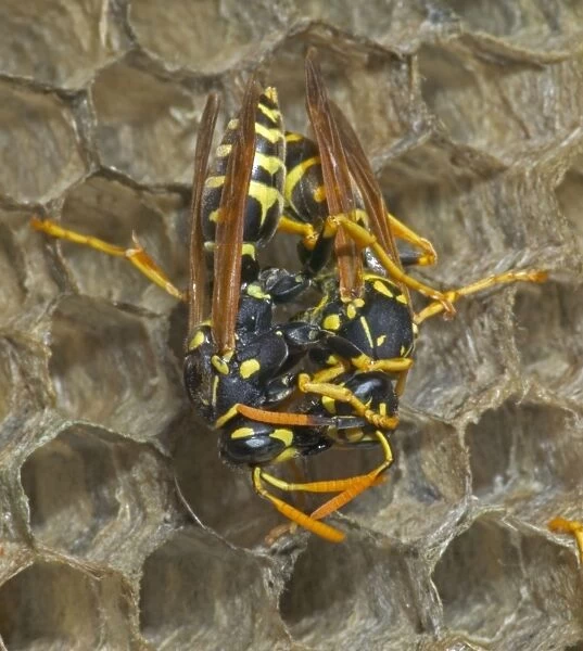 European Paper Wasps -female being fed by female, feeding regurgitated caterpillars, nectar or water Example of trophallaxis, sharing of food or mutual feeding behaviour Introduced to Boston area