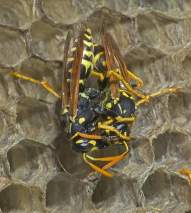 Framed Print : European Paper Wasps -female being fed by female, feeding regurgitated caterpillars, nectar or water Example of trophallaxis, sharing of food or mutual feeding behaviour Introduced to Boston area Framed Print : European Paper Wasps -female being fed by female, feeding regurgitated caterpillars, nectar or water Example of trophallaxis, sharing of food or mutual feeding behaviour Introduced to Boston area