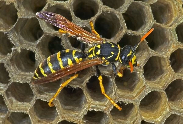European Paper Wasps - female Introduced to Boston area from central Europe in 1980's- presently occurs coast to coast in the U. S. A. where it displaces native species- nests in open combs-primitive eusocial wasp-annual life cycle