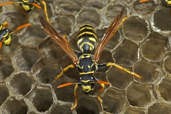 European Paper Wasps - female - Introduced to Boston area from central Europe in 1980's- presently occurs coast to coast in the U. S. A. where it displaces native species- nests in open combs-primitive eusocial wasp-annual life cycle