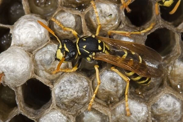 European Paper Wasps - female. Introduced to Boston area from central Europe in 1980's- presently occurs coast to coast in the U. S. A. where it displaces native species- nests in open combs-primitive eusocial wasp-annual life cycle