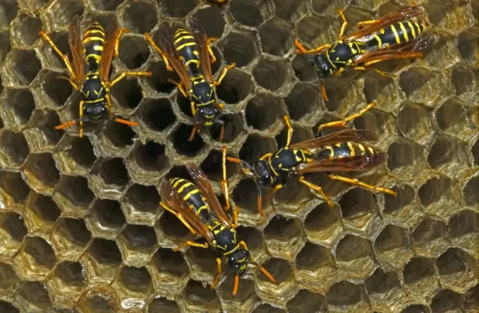 Framed Print : European Paper Wasps - female Introduced to Boston area from central Europe in 1980's- presently occurs coast to coast in the U. S. A. where it displaces native species- nests in open combs-primitive eusocial wasp-annual life cycle Framed Print : European Paper Wasps - female Introduced to Boston area from central Europe in 1980's- presently occurs coast to coast in the U. S. A. where it displaces native species- nests in open combs-primitive eusocial wasp-annual life cycle