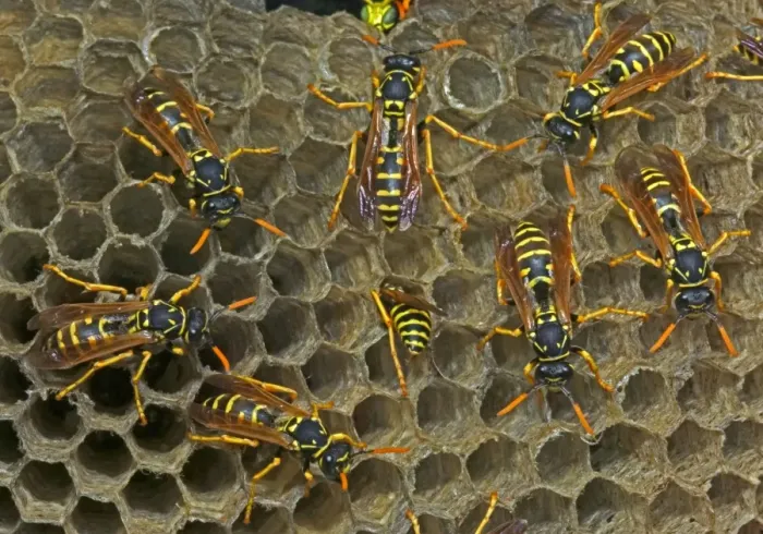 Framed Print : European Paper Wasps - females - Introduced to Boston area from central Europe in 1980's- presently occurs coast to coast in the U. S. A. where it displaces native species- nests in open combs-primitive eusocial wasp-annual life cycle Framed Print : European Paper Wasps - females - Introduced to Boston area from central Europe in 1980's- presently occurs coast to coast in the U. S. A. where it displaces native species- nests in open combs-primitive eusocial wasp-annual life cycle