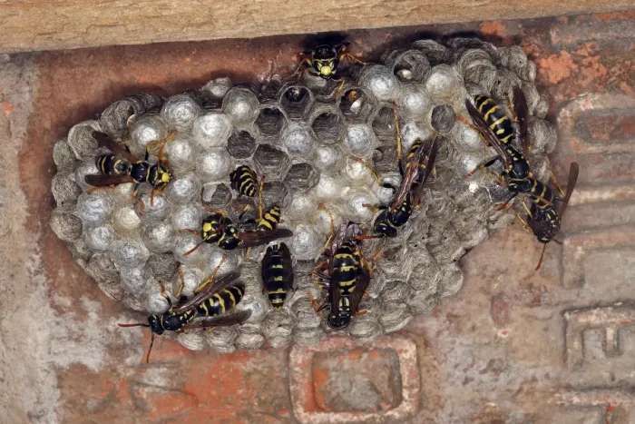 Framed Print : European Paper Wasps - at nest under house roof Framed Print : European Paper Wasps - at nest under house roof