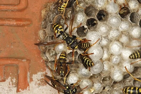 European Paper Wasps - at nest under house roof. France