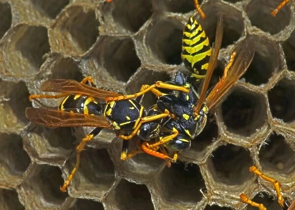 European Paper Wasps - Trophallaxis-{male (right) being fed by female (left)}-feeding regurgitated caterpillars-nectar or water - Introduced to Boston area from central Europe in 1980's- presently occurs coast to coast in the U. S. A