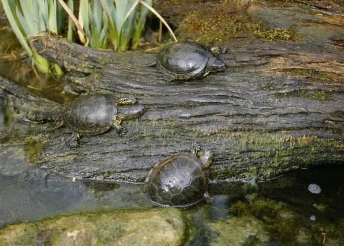 Framed Print : European Pond Terrapins Framed Print : European Pond Terrapins