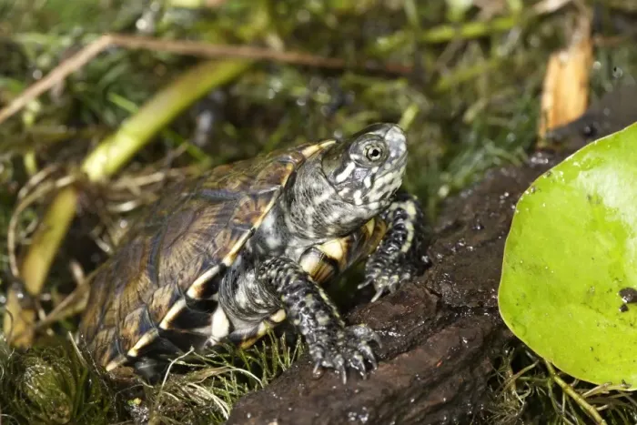 Framed Print : European Pond Turtle Framed Print : European Pond Turtle
