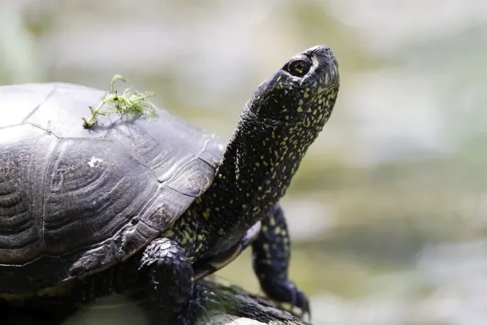 Framed Print : European Pond Turtle. France Framed Print : European Pond Turtle. France