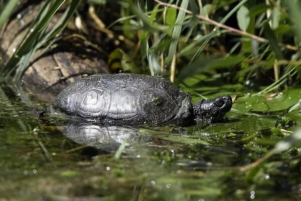 European Pond Turtle. France