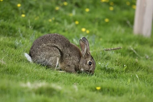 European Rabbit - eating grass