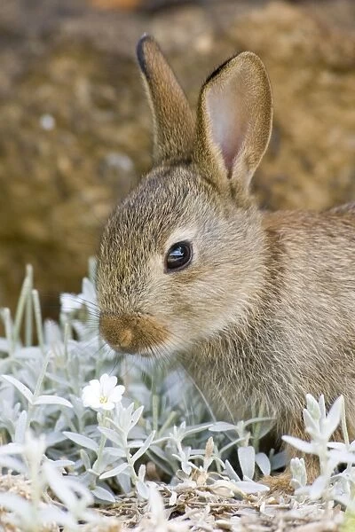 European Rabbit - feeding on Cerastium tomentosum ('Snow in Summer') - UK