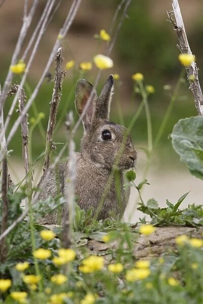 European Rabbit - amongst flowers