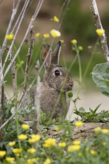 Framed Print : European Rabbit - amongst flowers