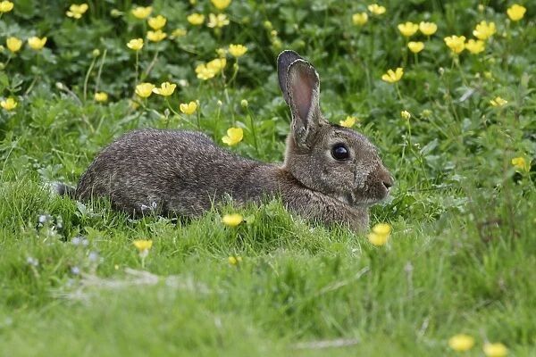 European Rabbit - amongst flowers