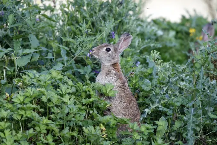Framed Print : European Rabbit - grazing