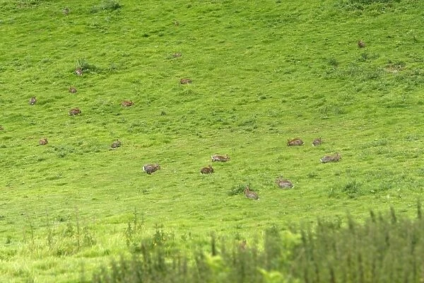 European Rabbit - group grazing on grassland