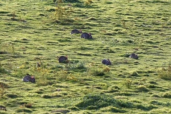 European Rabbit - group grazing in grassland. France