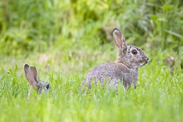 European Rabbit in Hedgerow Norfolk UK