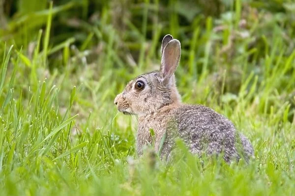 European Rabbit in Hedgerow Norfolk UK