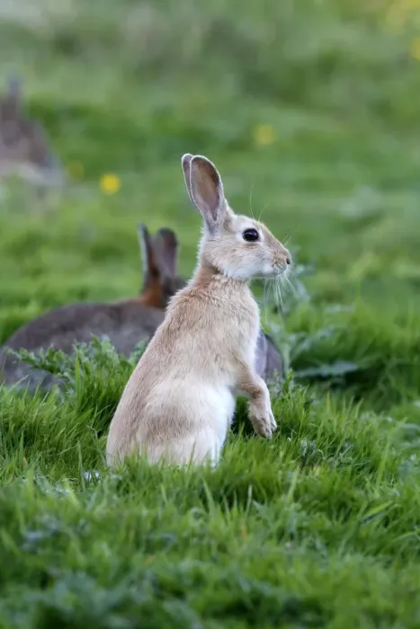 Framed Print : European Rabbit - on hind legs