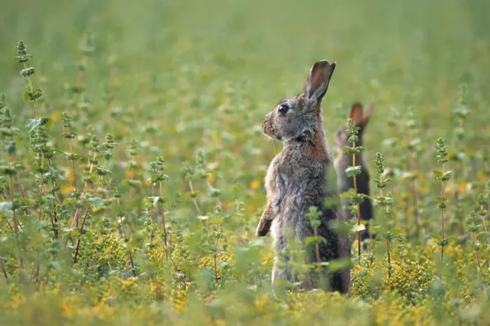 Framed Print : European Rabbit - in meadow Framed Print : European Rabbit - in meadow
