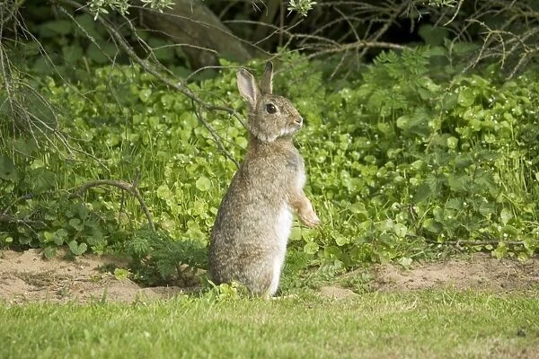 European Rabbit standing upright on hind legs North Berwick, Scotland