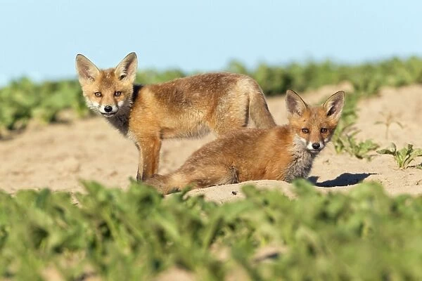 European Red Fox - two well developed cubs alert