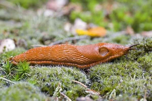 European Red Slug - on moss in garden Lower Saxony, Germany