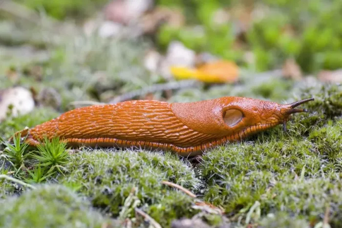 Framed Print : European Red Slug - on moss in garden Lower Saxony, Germany Framed Print : European Red Slug - on moss in garden Lower Saxony, Germany
