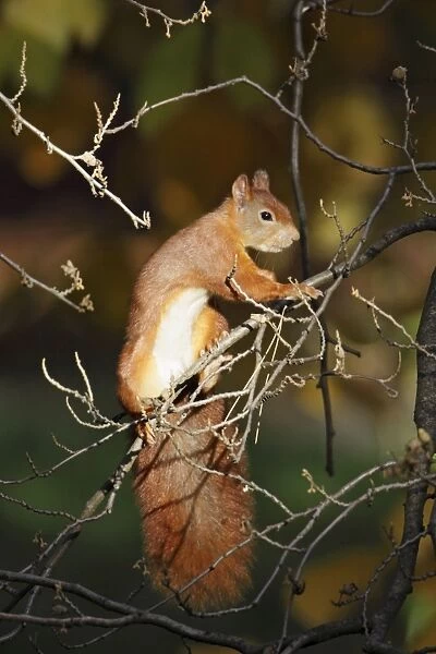 European Red Squirrel - in bush searching for food, Lower Saxony, Germany
