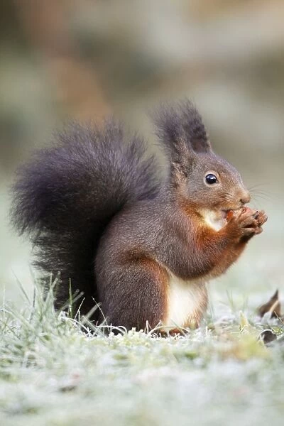 European Red Squirrel - eating hazelnut, Lower Saxony, Germany