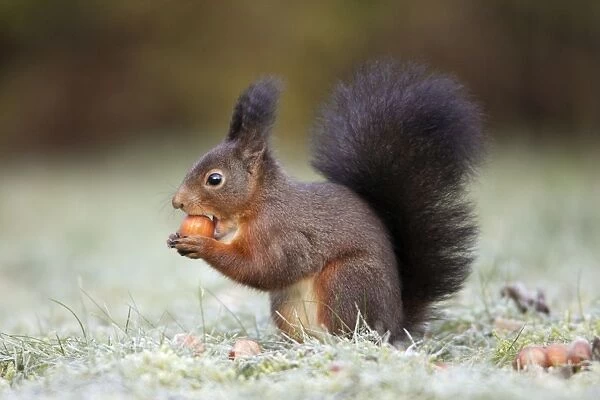 European Red Squirrel - eating hazelnut, Lower Saxony, Germany