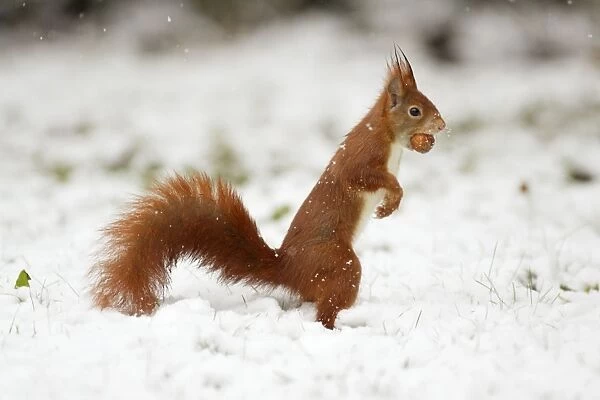 European Red Squirrel - with hazelnut in mouth, winter snow, Lower Saxony, Germany